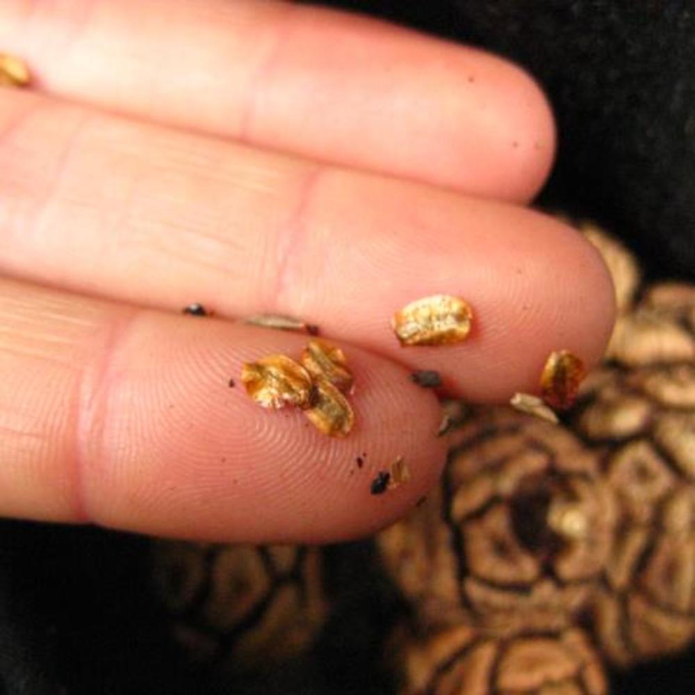 Meet your Posher, Saryl